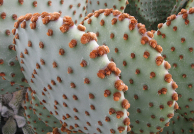 Pépinière Palmaris Opuntia violacea