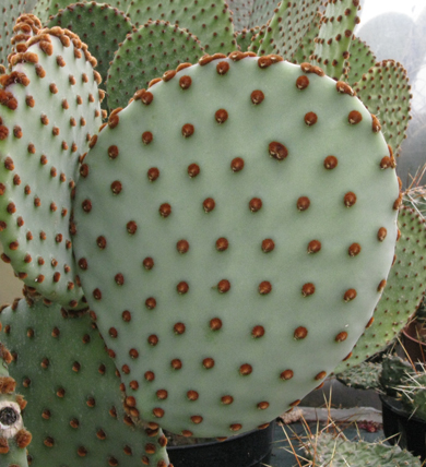 Pépinière Palmaris Opuntia violacea