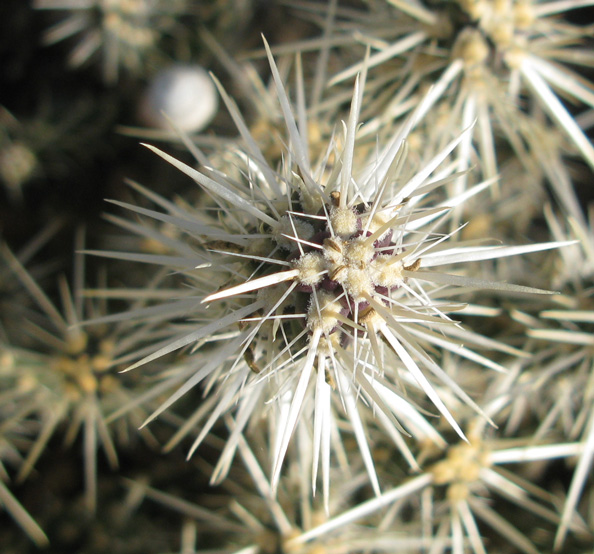 Pépinière Palmaris Cylindropuntia whipplei