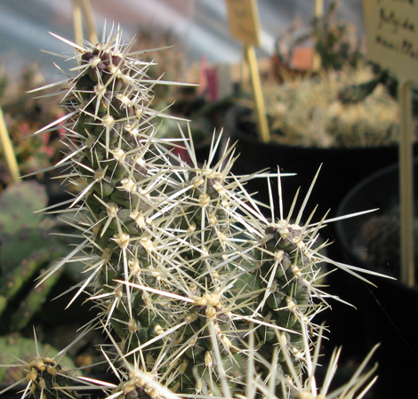 Pépinière Palmaris Cylindropuntia whipplei