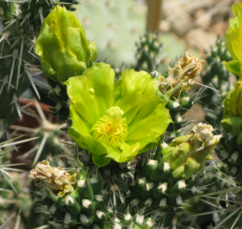 Pépinière Palmaris Cylindropuntia whipplei