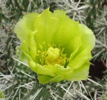 Pépinière Palmaris Cylindropuntia whipplei