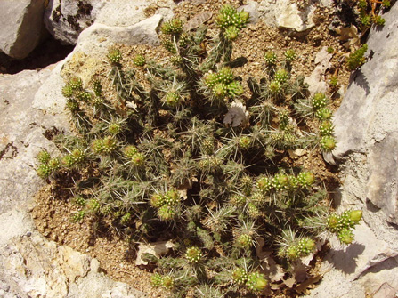 Pépinière Palmaris Cylindropuntia whipplei