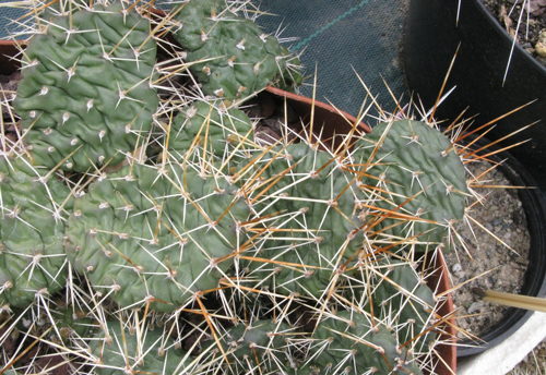 Pépinière Palmaris Opuntia X "Smithwick"