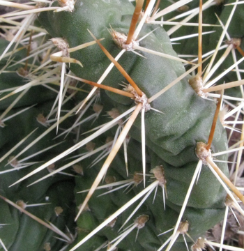 Pépinière Palmaris Opuntia X "Smithwick"