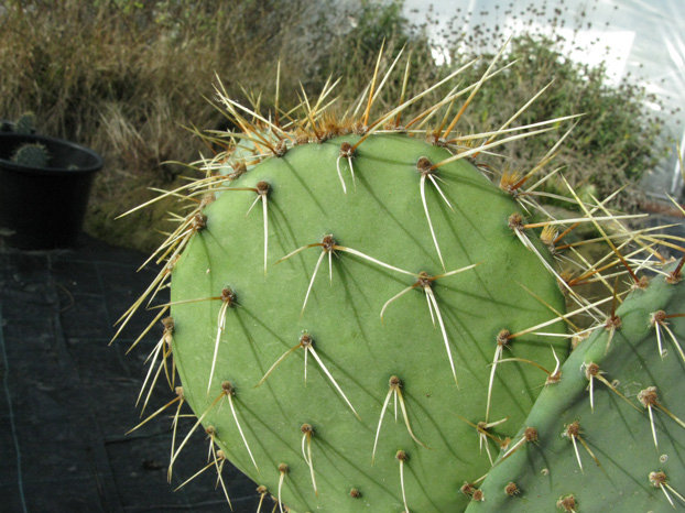 Pépinière Palmaris Opuntia  valencia