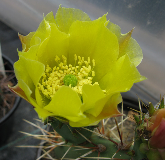 Pépinière Palmaris Opuntia  valencia