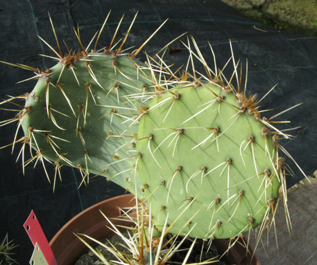 Pépinière Palmaris Opuntia  valencia