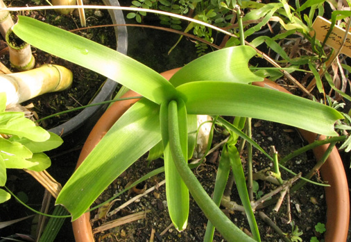 Pépinière Palmaris Ornithogalum caudatum 