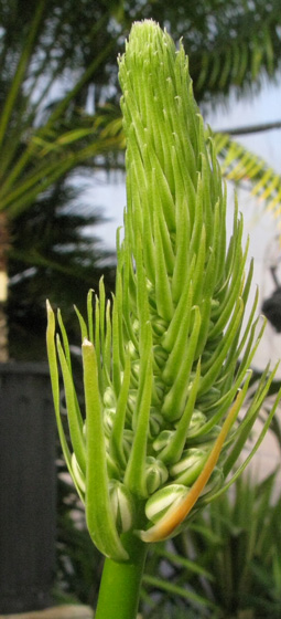 Pépinière Palmaris Ornithogalum caudatum 