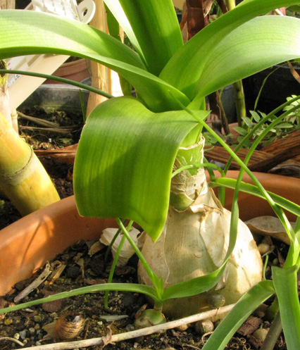 Pépinière Palmaris Ornithogalum caudatum 