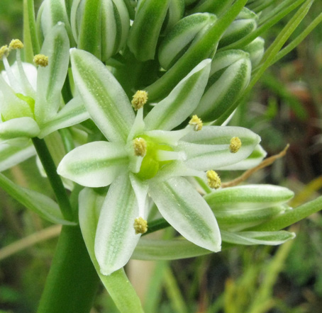 Pépinière Palmaris Ornithogalum caudatum 