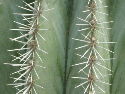 Pépinière Palmaris Pachycereus pringlei