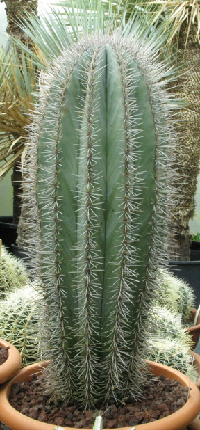 Pépinière Palmaris Pachycereus pringlei