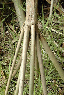 Pépinière Palmaris Pandanus sanderi