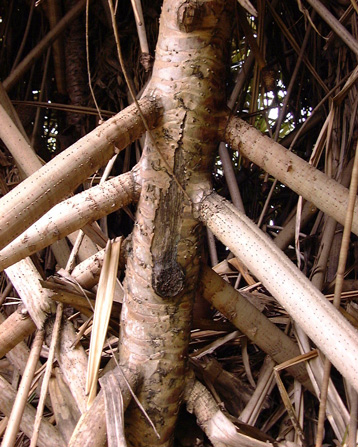 Pépinière Palmaris Pandanus sanderi