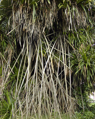 Pépinière Palmaris Pandanus sanderi