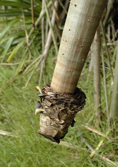 Pépinière Palmaris Pandanus sanderi