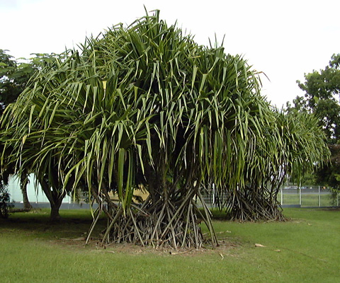 Pépinière Palmaris Pandanus sanderi