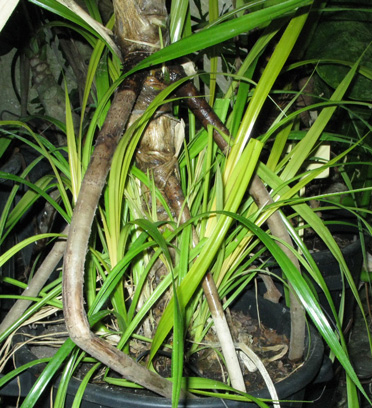 Pépinière Palmaris Pandanus sanderi