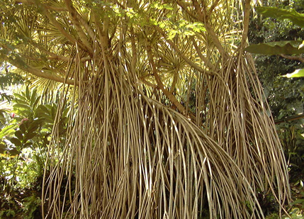 Pépinière Palmaris Pandanus sanderi