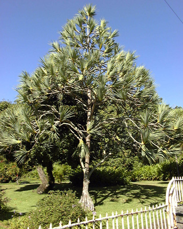 Pépinière Palmaris Pandanus utilis