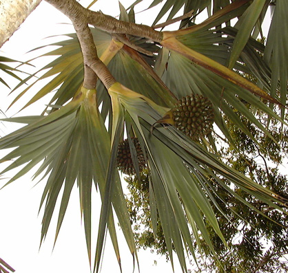 Pépinière Palmaris Pandanus utilis