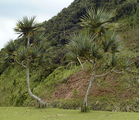 Pépinière Palmaris Pandanus utilis