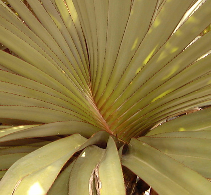 Pépinière Palmaris Pandanus utilis