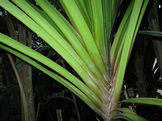 Pépinière Palmaris Pandanus utilis