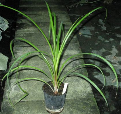 Pépinière Palmaris Pandanus utilis