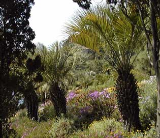 Pépinière Palmaris Butia paraguayensis Blanès