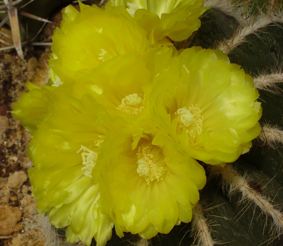 pépinière Palmaris Parodia magnifica