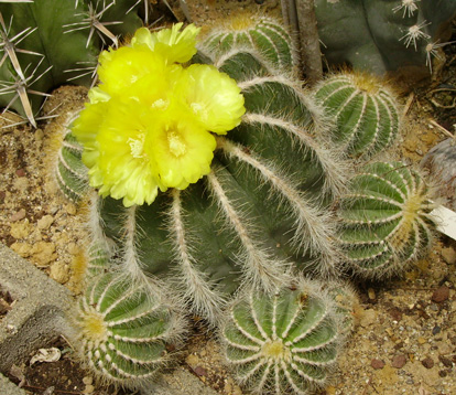 pépinière Palmaris Parodia magnifica