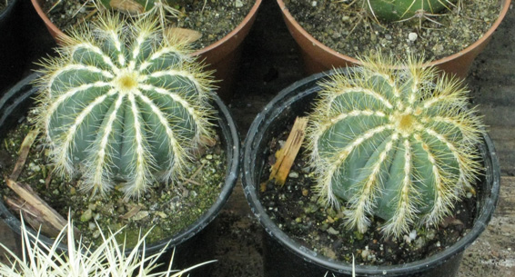 pépinière Palmaris Parodia magnifica