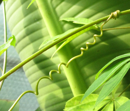 Pépinière Palmaris Passiflora edulis rubicarpa