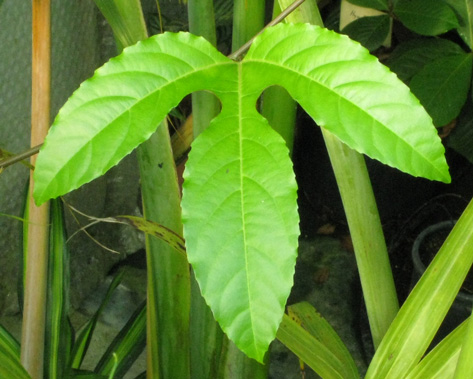 Pépinière Palmaris Passiflora edulis rubicarpa