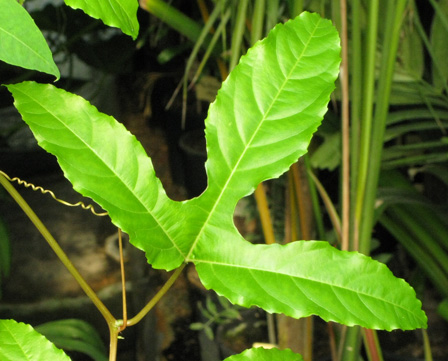 Pépinière Palmaris Passiflora edulis rubicarpa