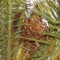 Pépinière Palmaris porphyrocarpa