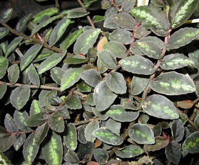 Pépinière Palmaris Elatostema repens