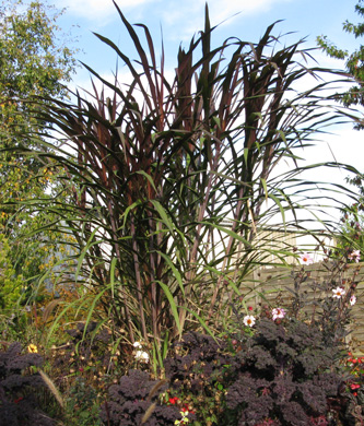 Pépinière Palmaris Pennisetum violaceum