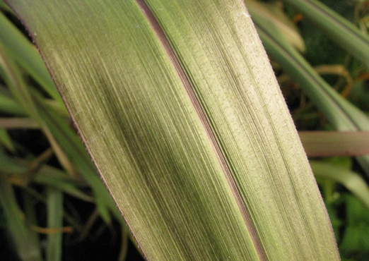 Pépinière Palmaris Pennisetum violaceum