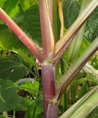 Pépinière Palmaris Pennisetum violaceum