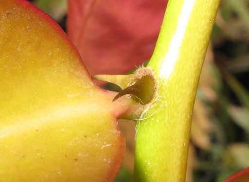 Pépinière Palmaris Pereskia aculeata godseffiana