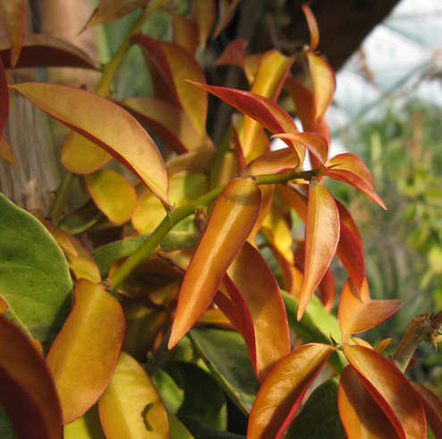 Pépinière Palmaris Pereskia aculeata godseffiana