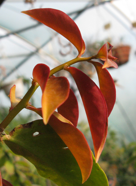 Pépinière Palmaris Pereskia aculeata godseffiana