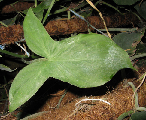 Pépinière Palmaris Philodendrum anisonotum