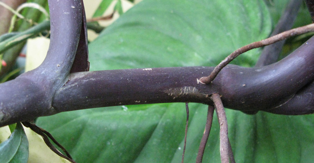 Pépinière Palmaris Philodendrum erubescens Black Hawaï