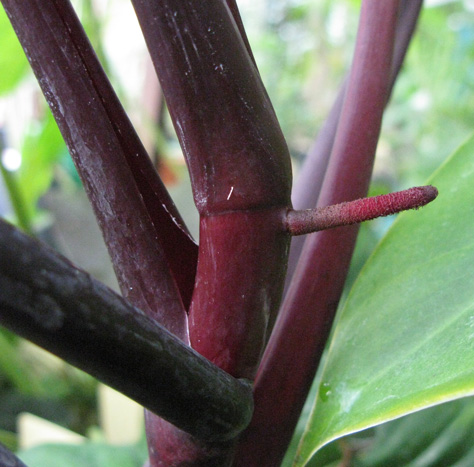 Pépinière Palmaris Philodendrum erubescens Black Hawaï