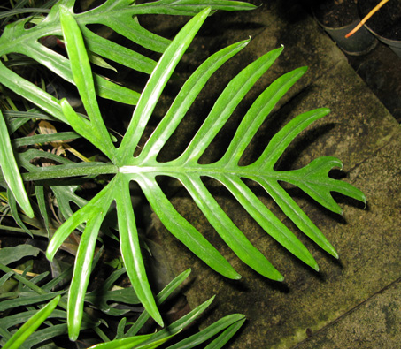 Pépinière Palmaris Philodendrum elegans